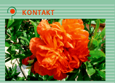Kontakt